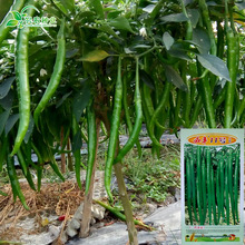 必丰11号早线椒长线椒种子早熟高辣辣椒籽 四季播蔬菜种子