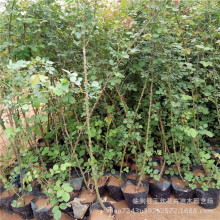 藤本月季攀援月季花 欧月爬墙植物观赏观花 爬藤月季攀爬品种月季