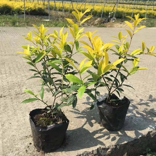 ��ľ���̾G���@�ֺ������|���~�۹����^�G������ă����G��ľ