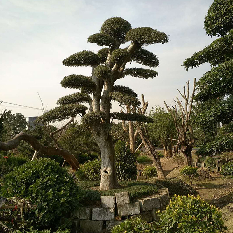 苗圃基地直售榆树 绿化造型榆树批发 别墅园林道路观赏榆树