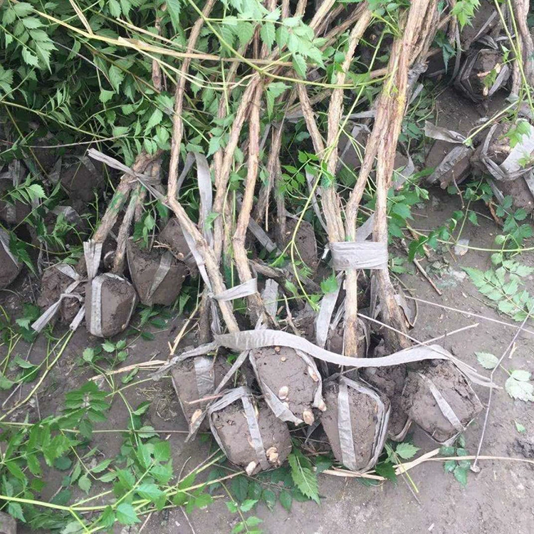 Озеленение рассады Инженерия Ландшафтный дизайн Большие цветы Конгер