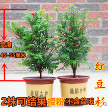 易种红豆杉树盆栽绿植南方北方盆景常青红豆杉盆景盆栽绿植净化空
