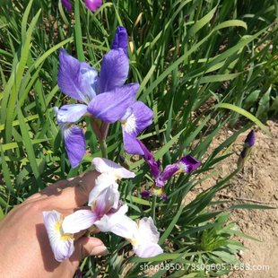 �R�A �������l �R�m�����l �������ݱ��޸�ֲ�� �ر�����