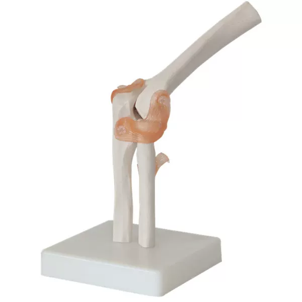 Manufacturer human elbow joint model six joint models with ligament human skeleton model skeleton model