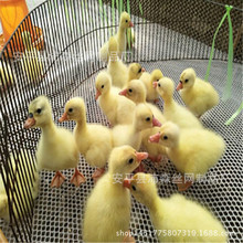 �S��ֱ�N����ƽ�W�����Bֳ�W ����ϩ�z�W�B�u�W ���ϾWƬ���ϾW��