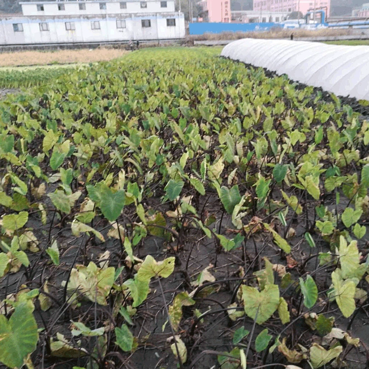 Рассада инженерия озеленение Крытый горшок дикий Таро Производители оптовые поставки