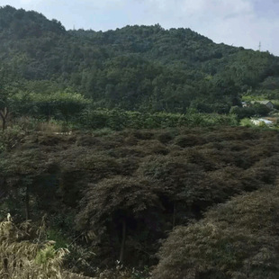 ��ľ ���̾G�� �@�� ���]  ����ľ ��ë�� ���^�G���� ���� ����