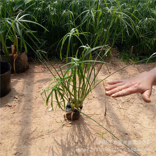 ����� ���ݻ������lˮ��ֲ�� ����� �L܇��ˮ���С���ؾG��