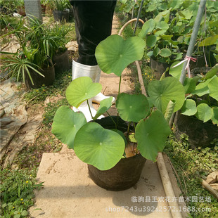 ���lˮ��ֲ��ɻ� ���Ի������l˯ɏ�P��ɏ���@ˮ�w�G��ֲ����ɏ