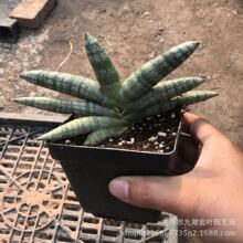 佛手虎皮兰圆叶景观沙生植物虎皮兰佛手佛前香虎尾兰多肉植物