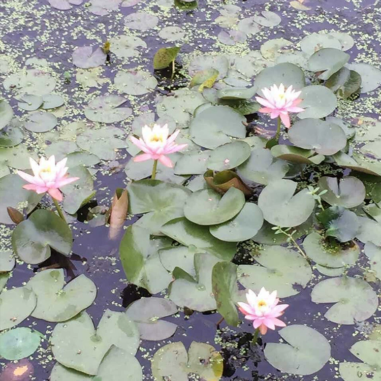 Рассада инженерное озеленение сад Ханчжоу Оптовые водные растения Лотос красивый озеленение Большой выгодно