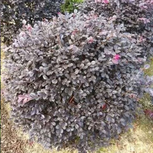 ��ľ�G�����̈@�ֻ��ع������ͼt���^ľ��ͥԺ���G��ľ�G����ľ