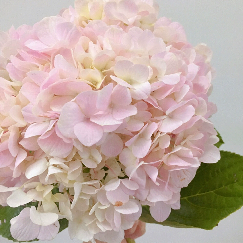 [Гортензия] База Юньнань Куньмин Гортензия свежесрезанные цветы оптом Свадебный букет цветы База Дунань оптом