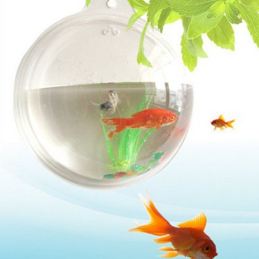 Pecera mural de vidrio o acrílico – florero y maceta colgante decorativa para peces dorados