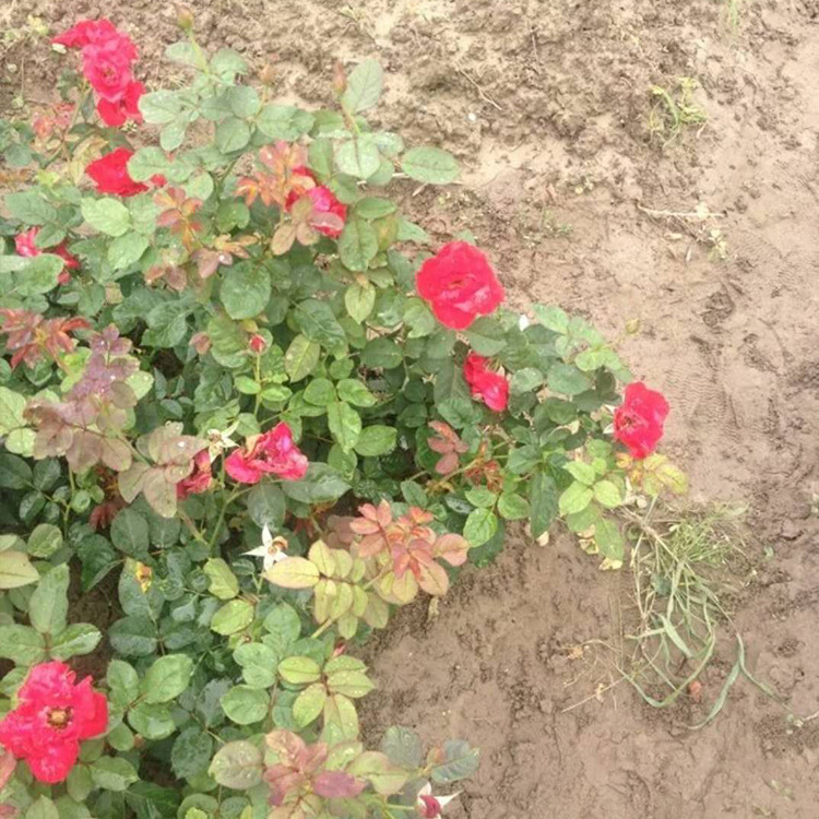 苗木工程绿化园林批发红帽子月季花灌木美观绿化用一季开花系蔷薇