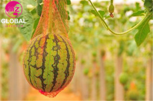 �Nֲ���ϵ��Wˮ���u�������з���ϾW���������Ϲ���ϷNֲ����