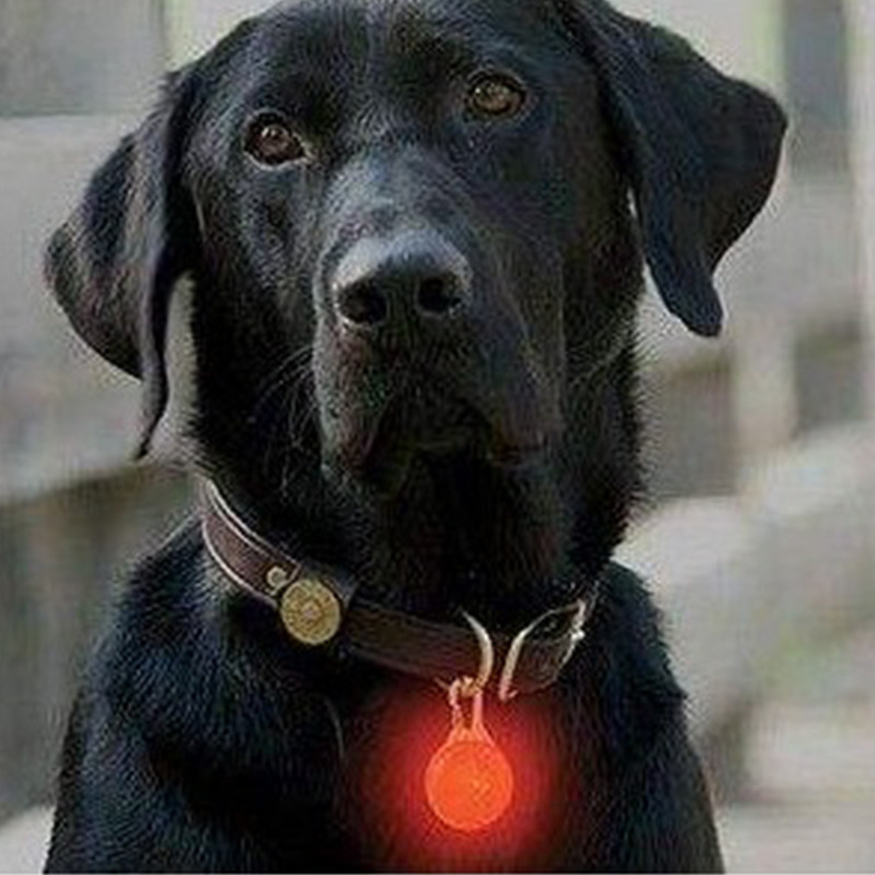 Etiqueta de perro en la acción perro al por mayor que camina redondo anti-perdido luminoso colgante perro anti-perdido etiqueta luminosa