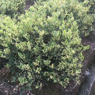 ��ľ�G�����̈@�ֳ��G�Ի��~Ůؑ������^�G���������l�G�h