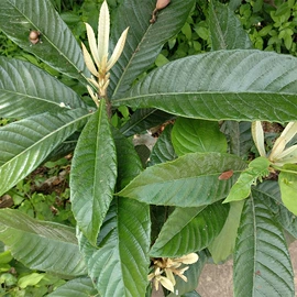 其他药食同源;其他滋补;葛根