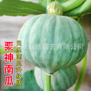 �ձ��ɍu �y/������ ���۰����ϹϷN�� �������ؐؐ�Ϲ�������