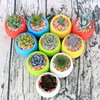 A base of a substitute for indoor succulent plant combination potted flowers and green plant meat sets to send pots for pots