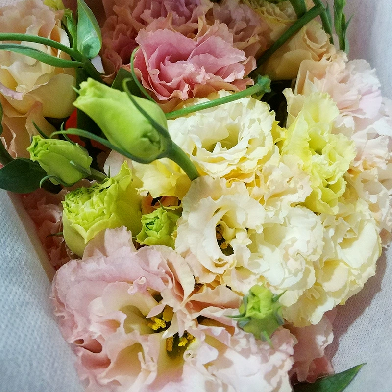 Эустома цветы Юньнань Куньмин язычный цветок флорист стойло с цветком Дунань база оптом