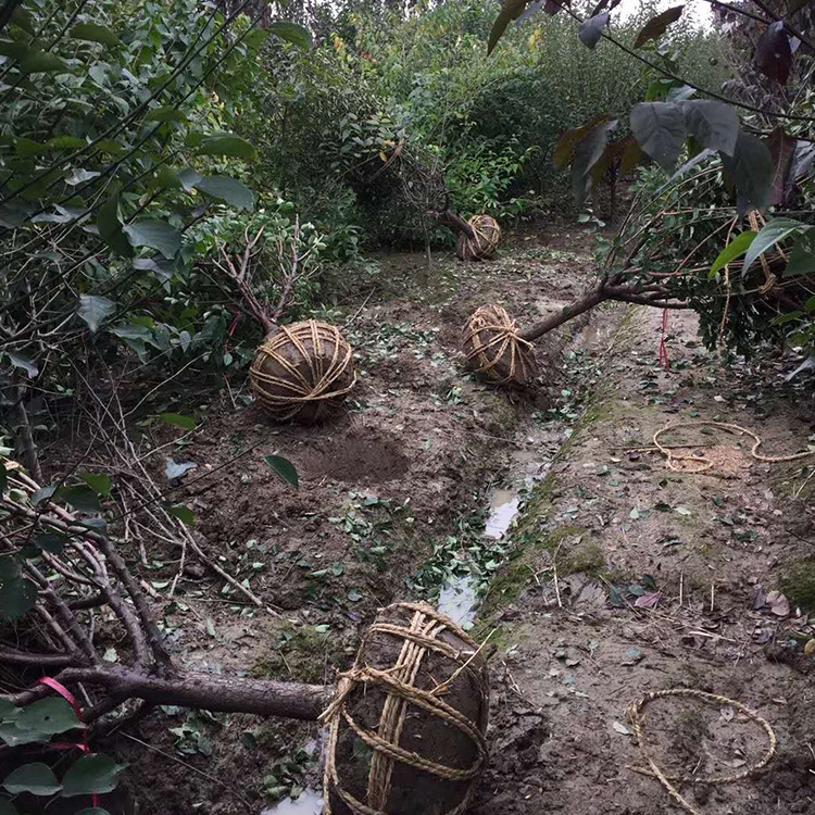 苗木 工程绿化 园林 基地供应 红梅 庭院室内 可种植浓香型
