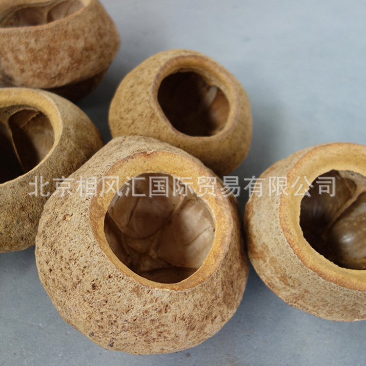 [Big Bowl shell] imported dried fruit dried shell natural plant flowerpot potted plant utensils Flower home furnishings