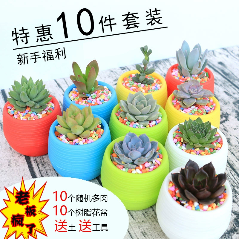 Создайте поколение комнатных мясистых растений, комбинированных цветов в горшках, зеленых растений, мяса и мясной упаковки, чтобы отправить горшок для отправки почвы.