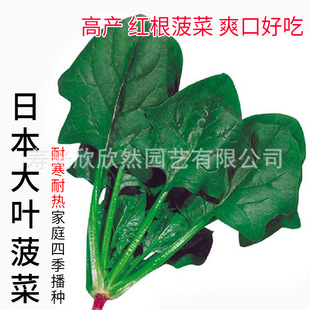 �ձ����~���˷N�� �ļ��͟ᶬ���ͺ�С��� �߮a�ļ��߲˷N��