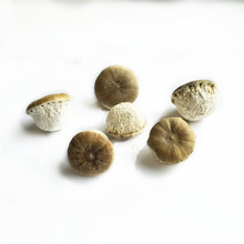 批发风流果 大颗风流果壮阳果厚鳞柯泡酒料 花草茶厂家直销