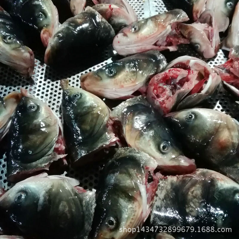 常年供应花鲢鱼大鱼头0.5-2斤冷链运输新鲜保障清蒸火锅食材