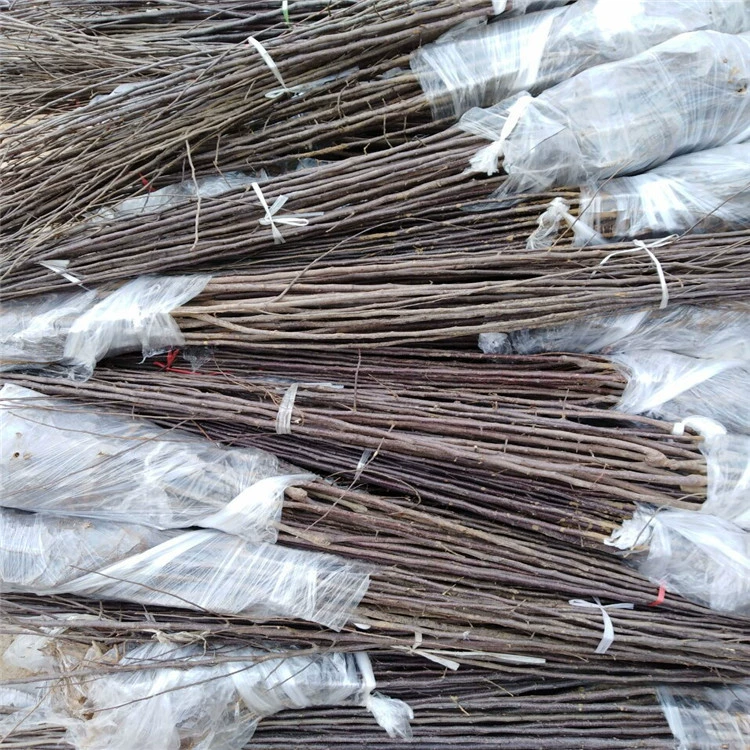 Продажа больших количеств миниатюрных яблонь с короткими ветвями, Янфужи № 10, № 8 красные яблони Фудзи, выгодные условия для больших объемов.