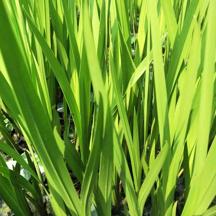 Рассада инженерное Озеленение декоративной ценности Высокая желтая Ирис оптом