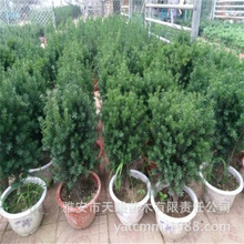 基地批发容器苗高80cm 庭院观赏绿植曼地亚红豆杉树 绿化苗木耐寒