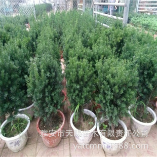 �������l�������80cm ͥԺ�^�p�Gֲ���؁��t��ɼ�� �G����ľ�ͺ�