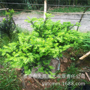 ����ֱ�N���؁��t��ɼ���35cm�����е��L����������@�־��^ֲ��