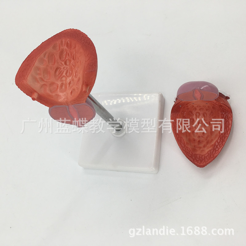 ��ѧ�������ģ��������׽��ʱ걾2����������Ȼ�����ҽ�ƽ̾�