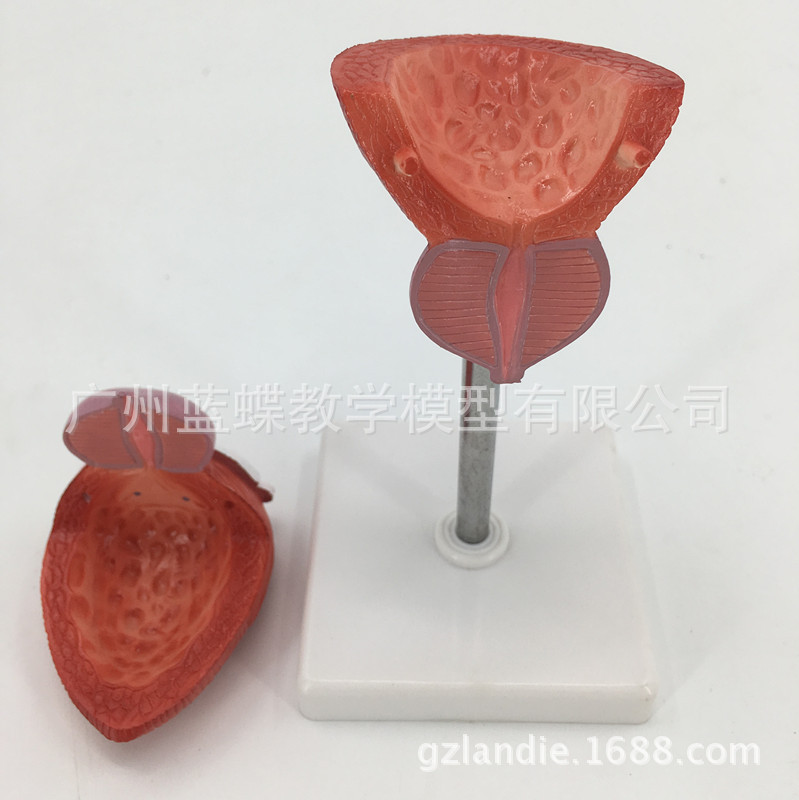 ��ѧ�������ģ��������׽��ʱ걾2����������Ȼ�����ҽ�ƽ̾�