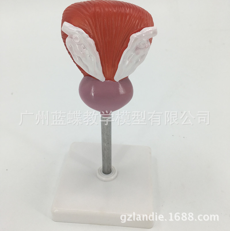 ��ѧ�������ģ��������׽��ʱ걾2����������Ȼ�����ҽ�ƽ̾�