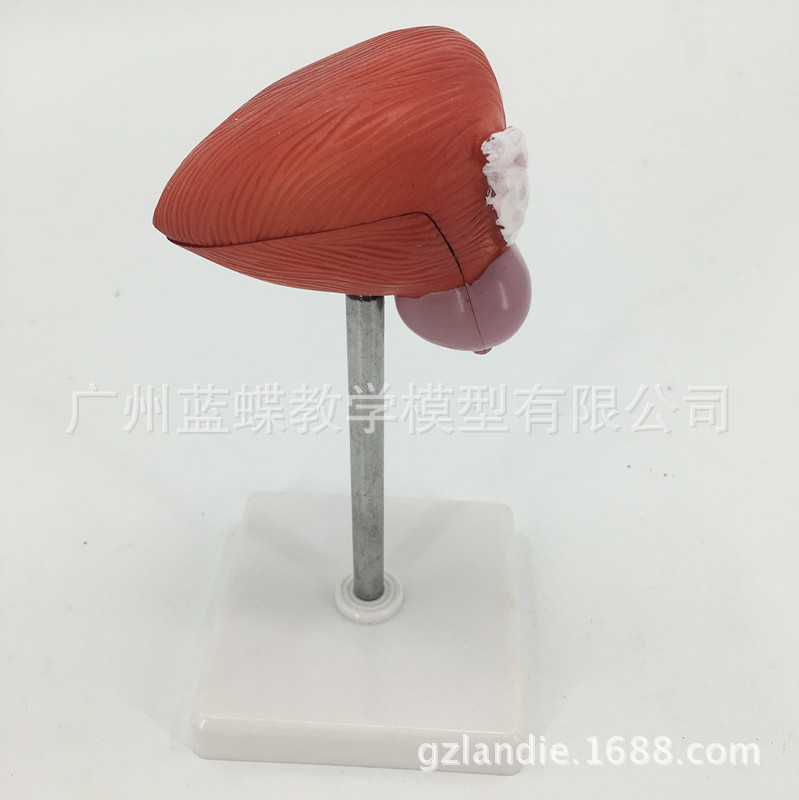 ��ѧ�������ģ��������׽��ʱ걾2����������Ȼ�����ҽ�ƽ̾�