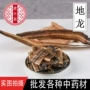 全开动物广地龙