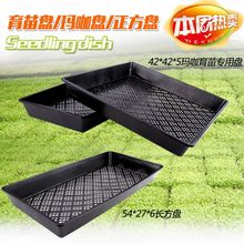 育苗托盘育苗平盘 育苗盘 正方盘  长方盘 玛咖盘 石斛盘 菜盘