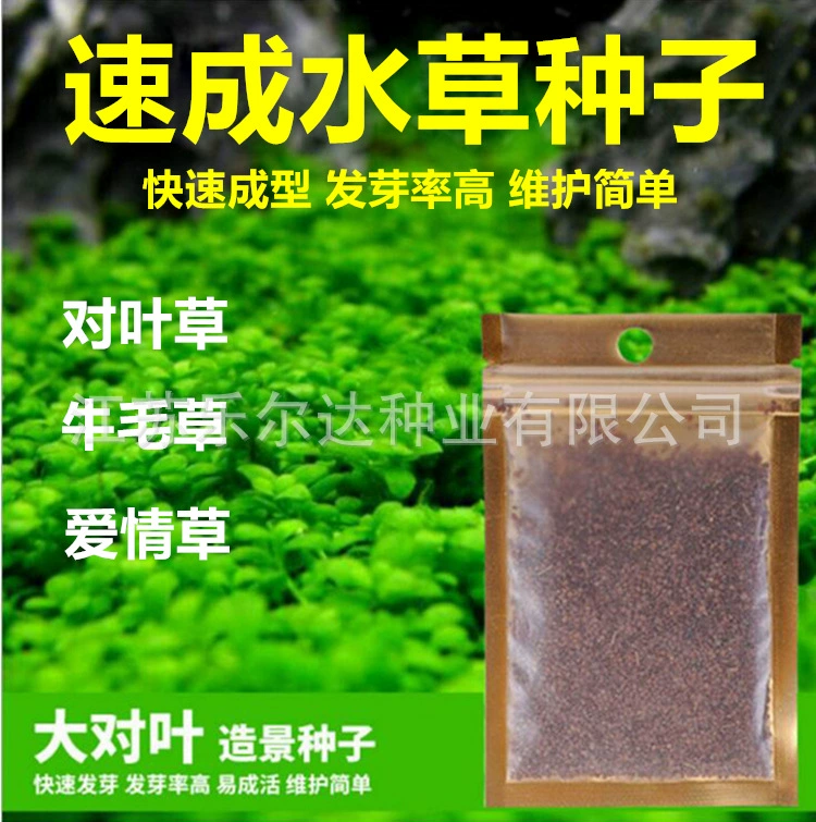 Аквариум озеленение семян травы на видах листьев ленивые люди семена водной травы крупного рогатого скота виды волос Аквариум Украшение переднего плана