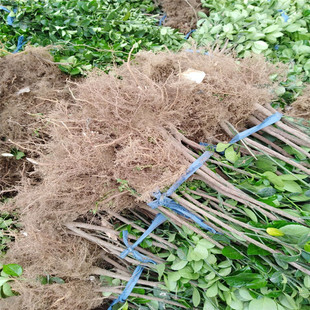 �������S�����r�� һ�� һ���� һ�װ˱������S��������l �G�h