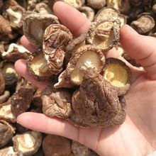 �㹽 ���㹽 �㹽�� ������� �L��ɽ�ľĢ���㹽 ���l