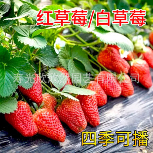 �������Ͳ�ݮ�N���ӷNֲ�ļ��N�Ӱ��̨ˮ���߲����Ϸ�¶��ҷN��