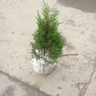 ��ľ ���̾G�� �@�� �u�� ���� ���� ���^�G�� �����Nֲ���|