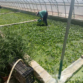 水葫芦苗水生植物湿地水面河道绿化庭院池塘景观水生植物睡莲荷花