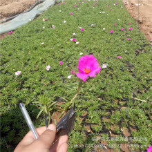 ļ֦ɏ ޸lRX{ƷNRȫ̫ꖻ